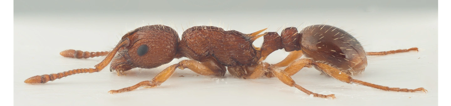 Myrmica sabuleti, Formicidae