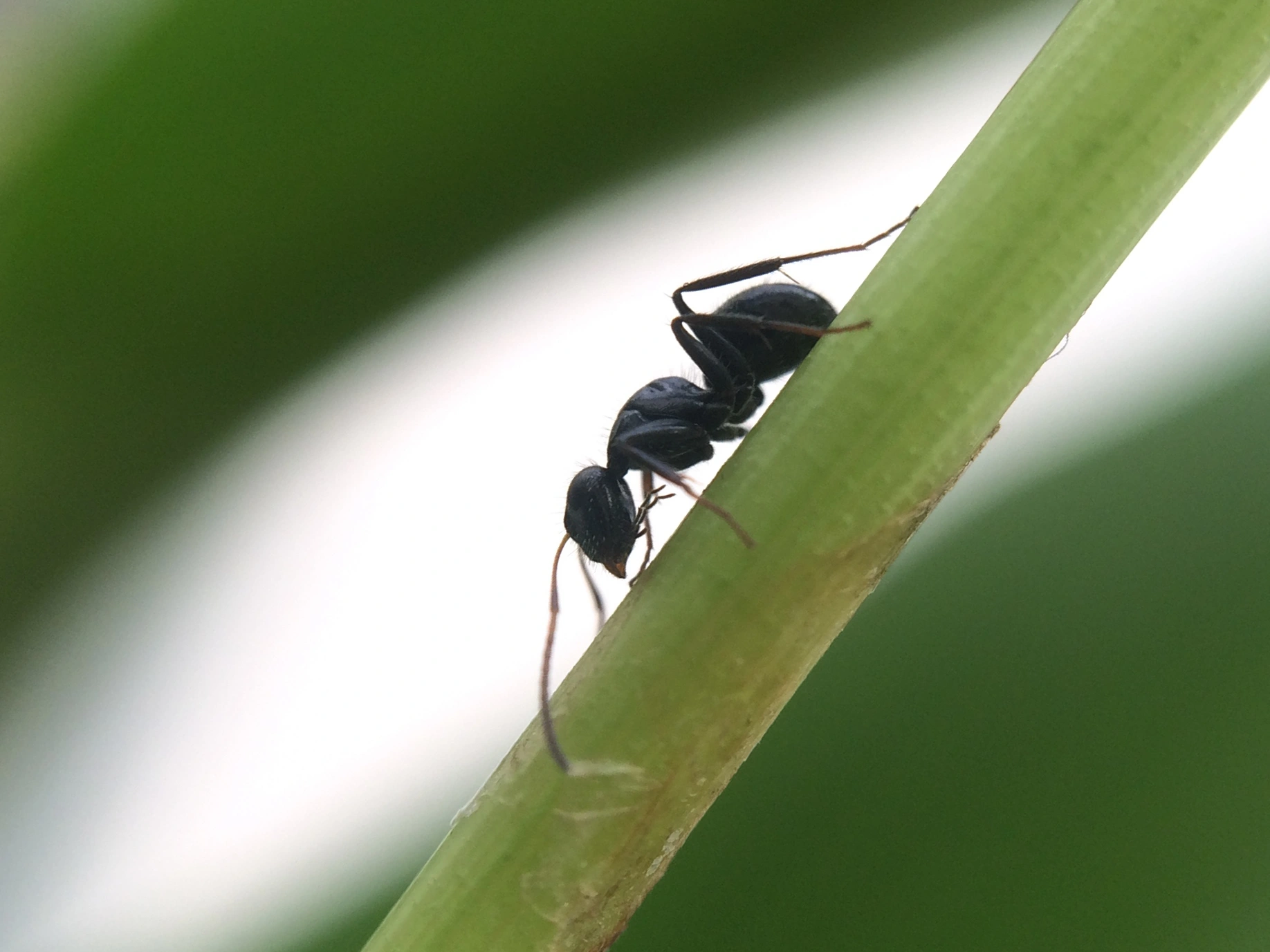 Vepser: Camponotus brevis.