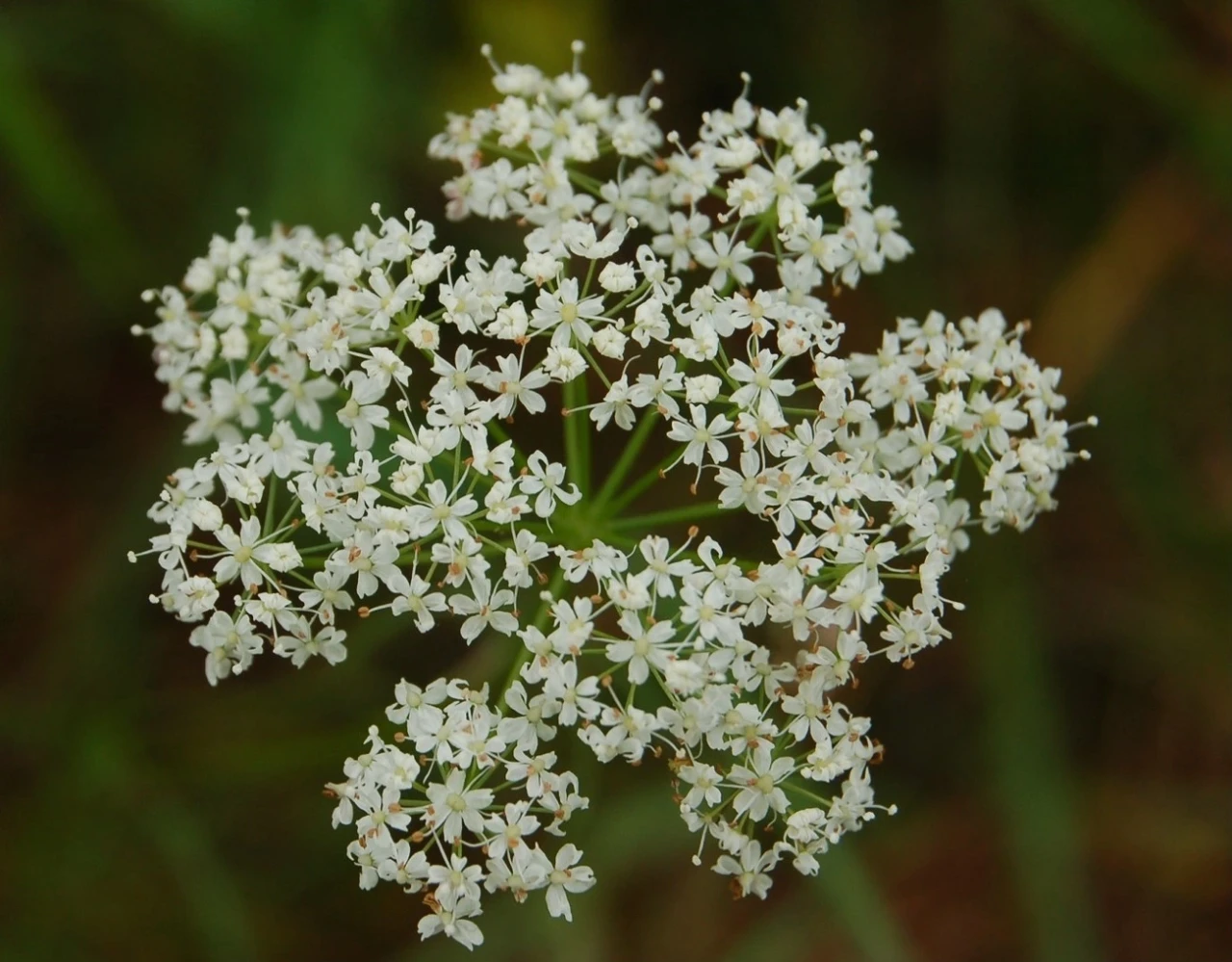 Jordnøtt - Conopodium majus