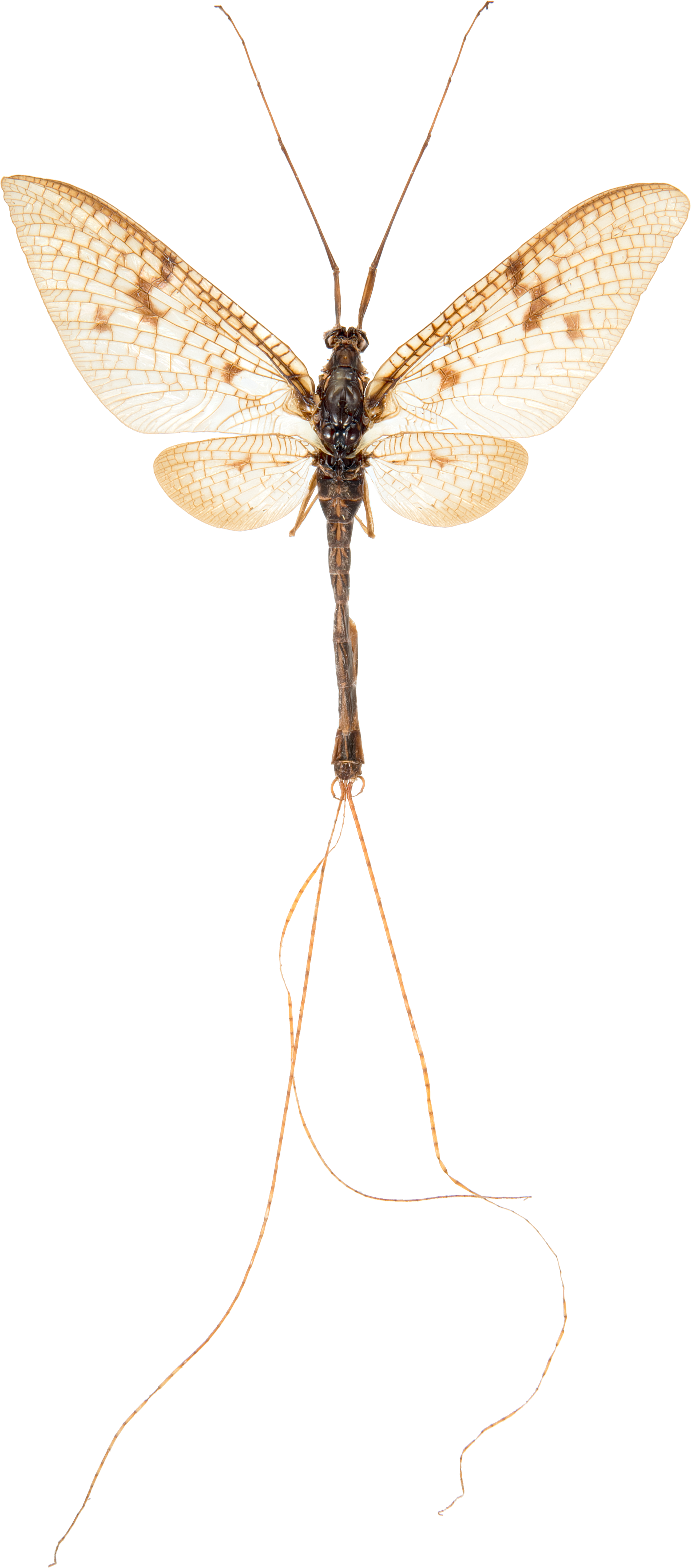 Døgnfluer: Ephemera.