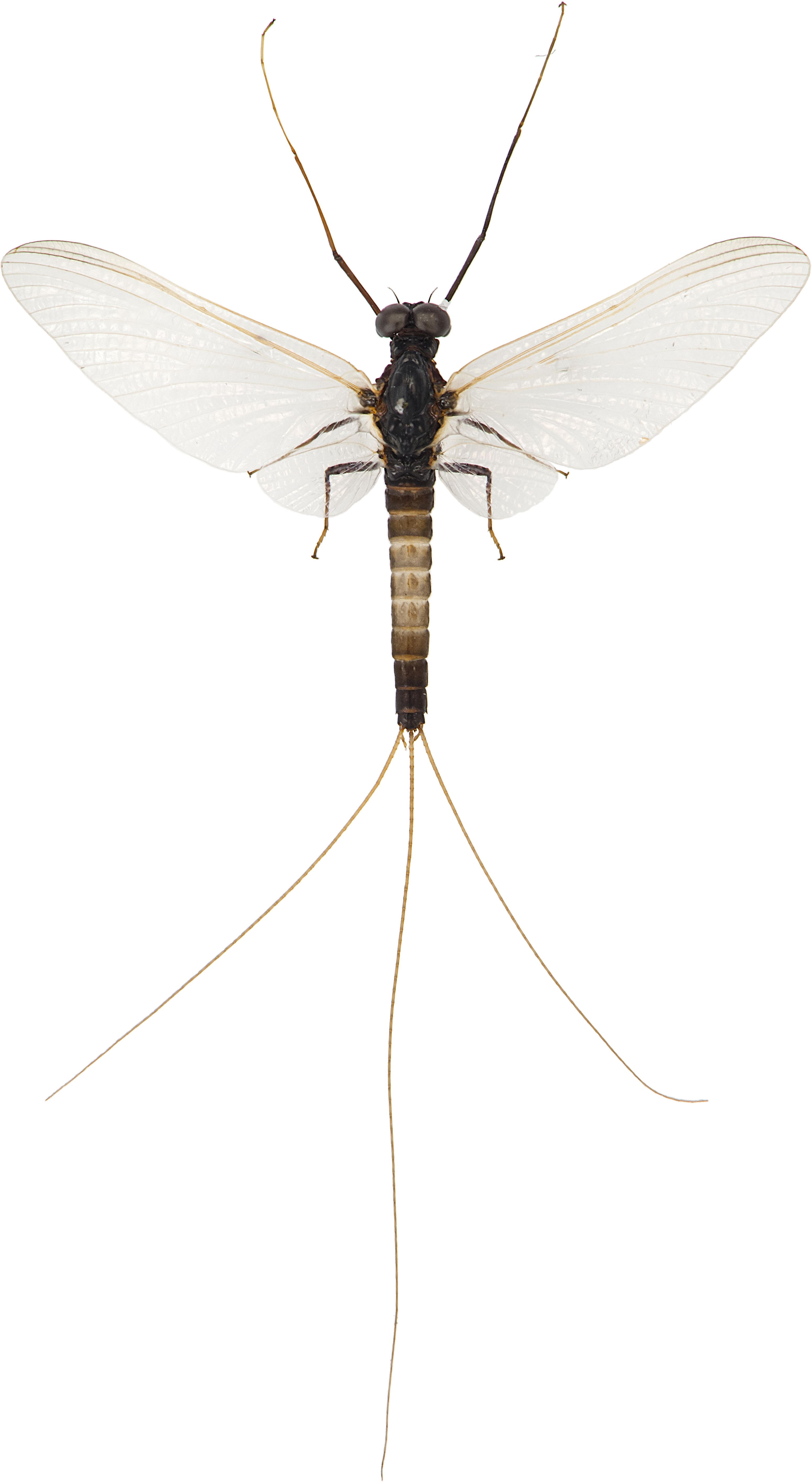 Døgnfluer: Leptophlebiidae.