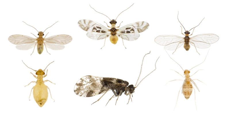 Psocoptera