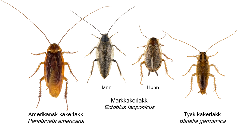 Blattodea