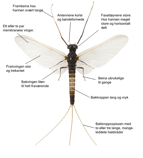 Ephemeroptera