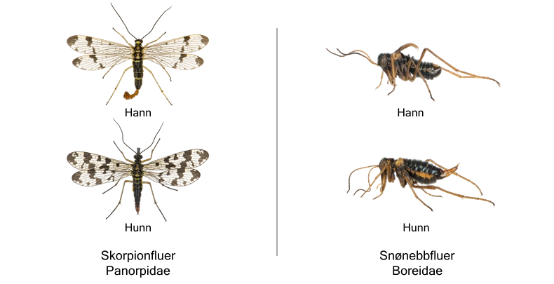 Mecoptera