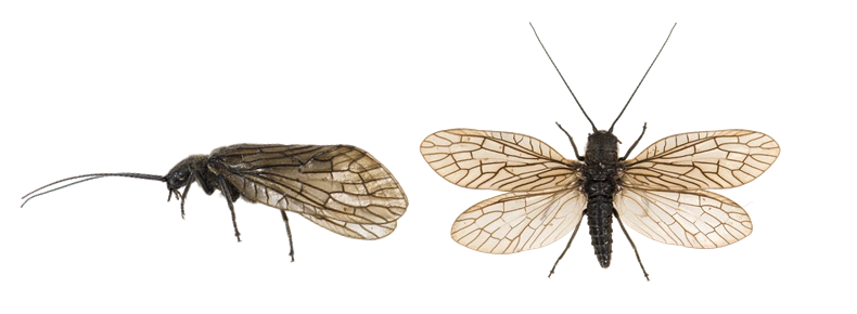 Megaloptera Latreille, 1802