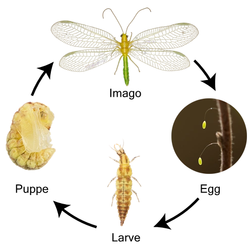 Neuroptera Linnaeus, 1758