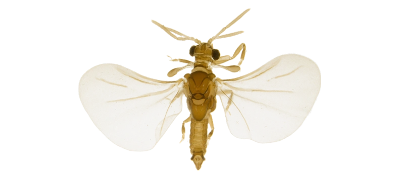 Strepsiptera