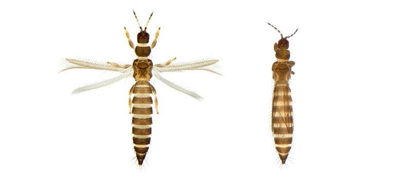 Thysanoptera