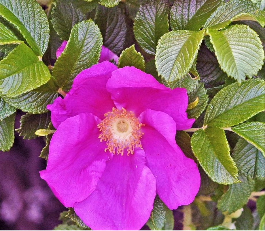 Rosa rugosa Thunb.