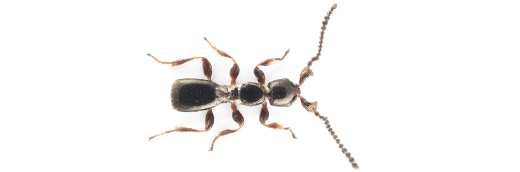 Platymischus dilatatus Westwood, 1832