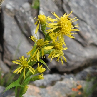 Solidago virgaurea L.