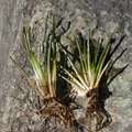 Isoetes lacustris L.