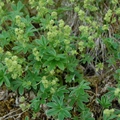 Alchemilla alpina L.