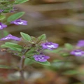 Acinos arvensis (Lam.) Dandy