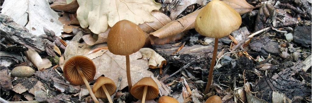 Conocybe subpubescens P.D. Orton