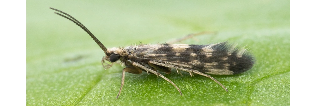 Agraylea multipunctata