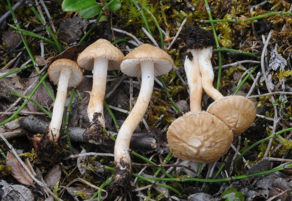 Trevlesopper: Inocybe appendiculata.