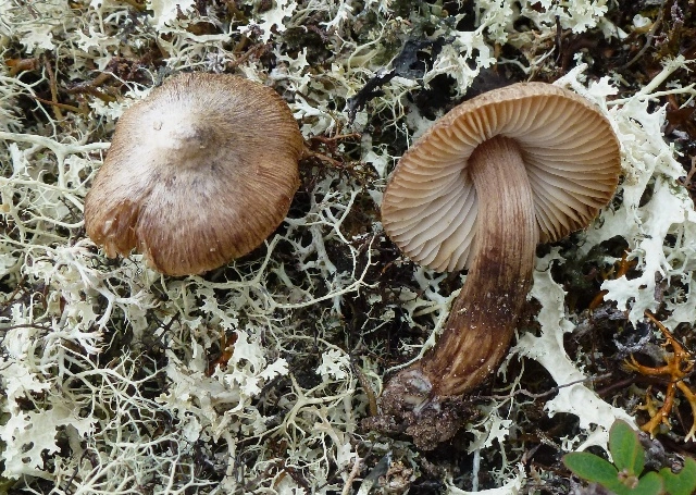 Trevlesopper: Inocybe giacomi.