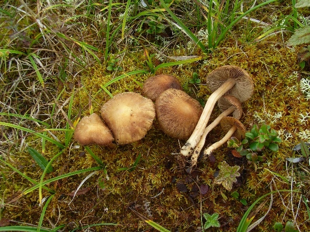 Stilksporesopper: Inocybe leptocystis.