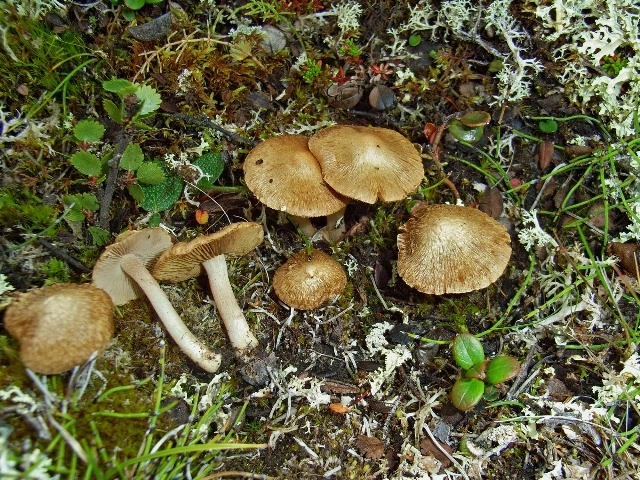 Stilksporesopper: Inocybe ochroalba.