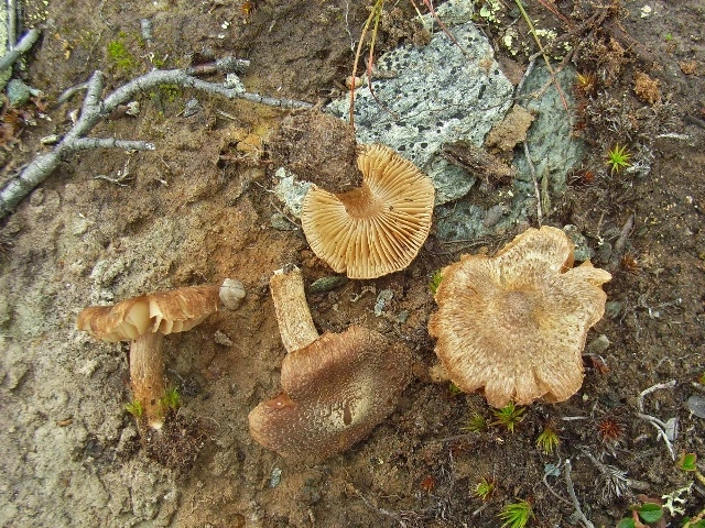 Trevlesopper: Inocybe pseudoteraturgus.