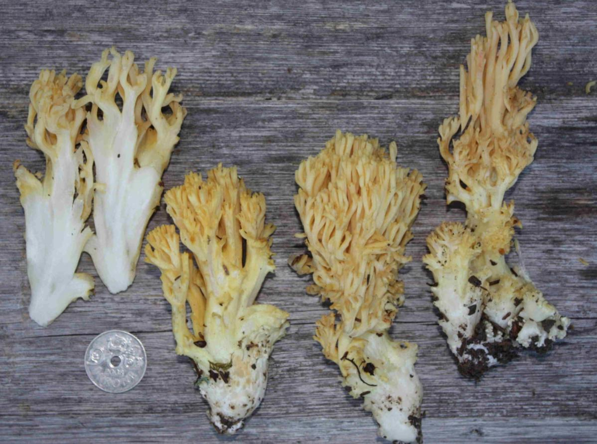 Stilksporesopper: Ramaria flavoides coll.