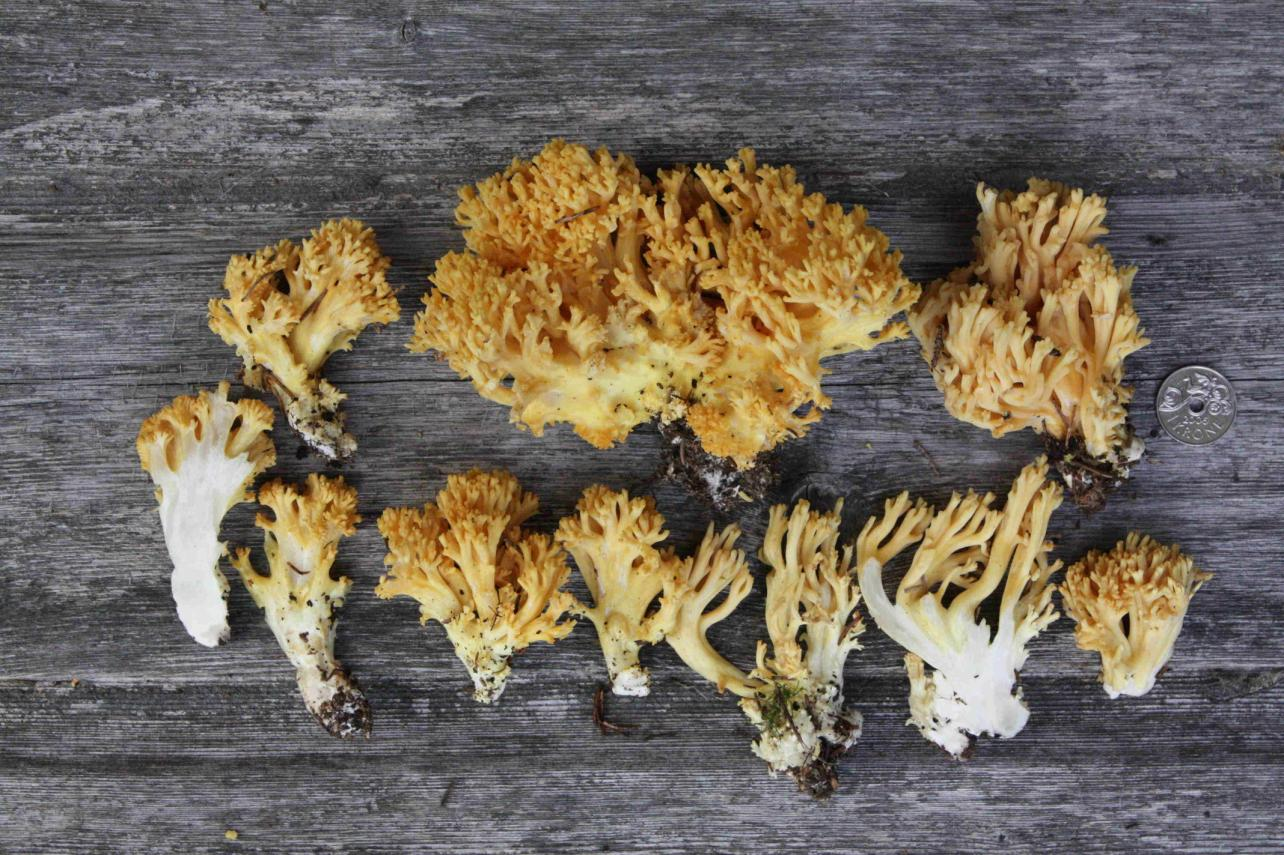 Stilksporesopper: Ramaria flavoides coll.