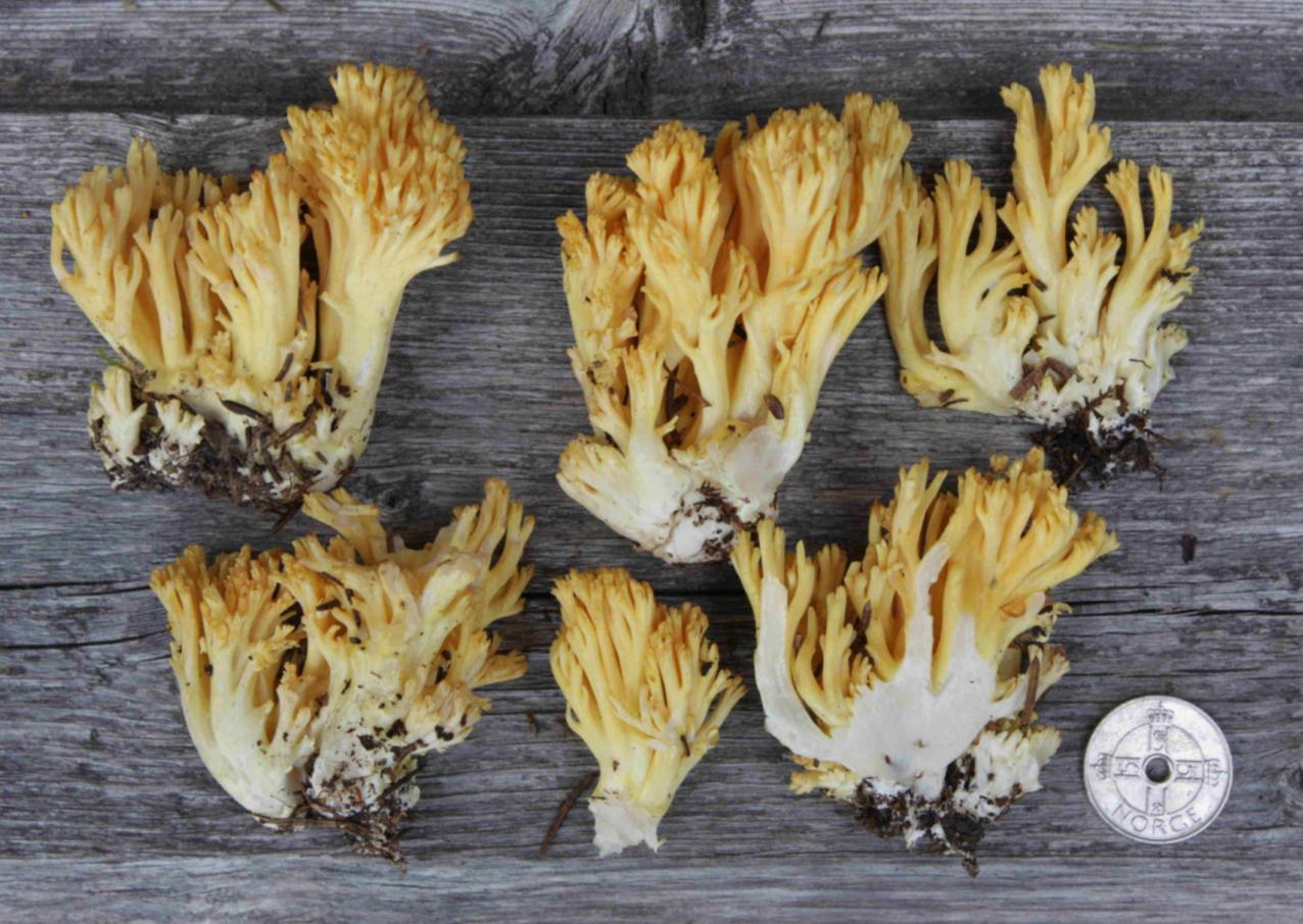 Stilksporesopper: Ramaria flavoides-gruppen.