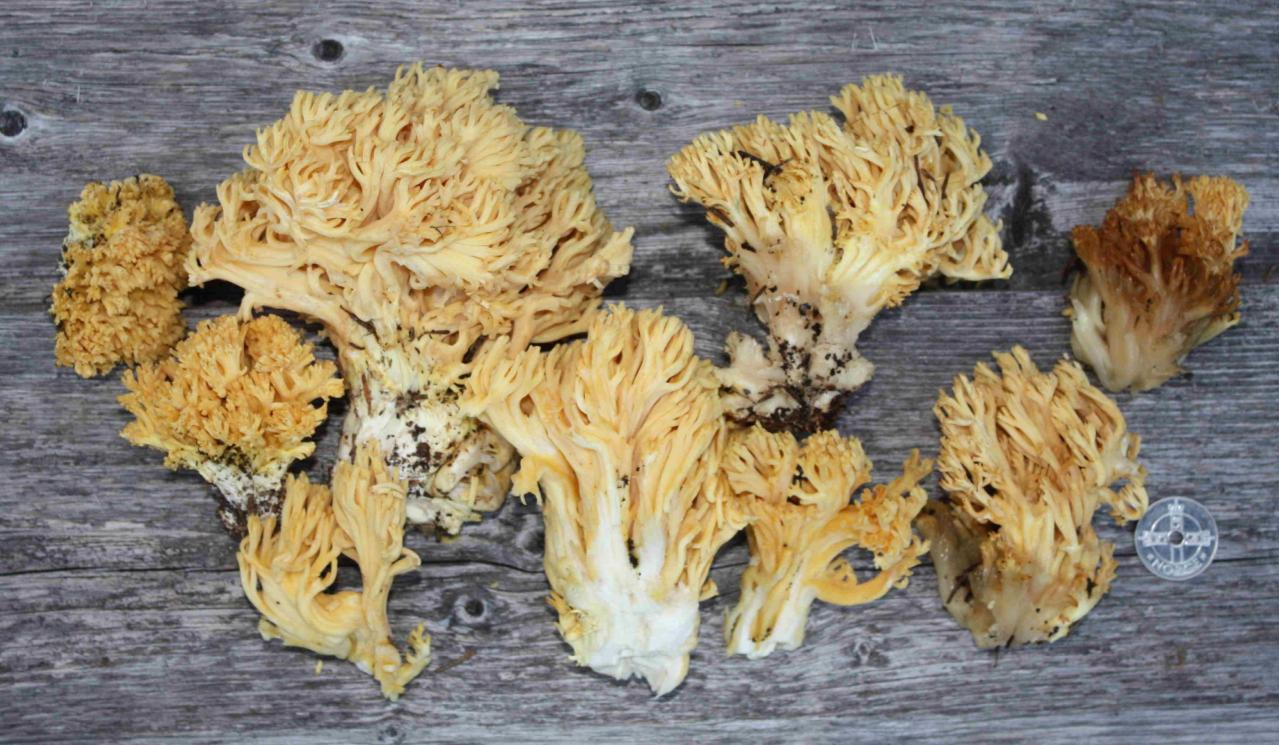 Stilksporesopper: Ramaria flavoides coll.