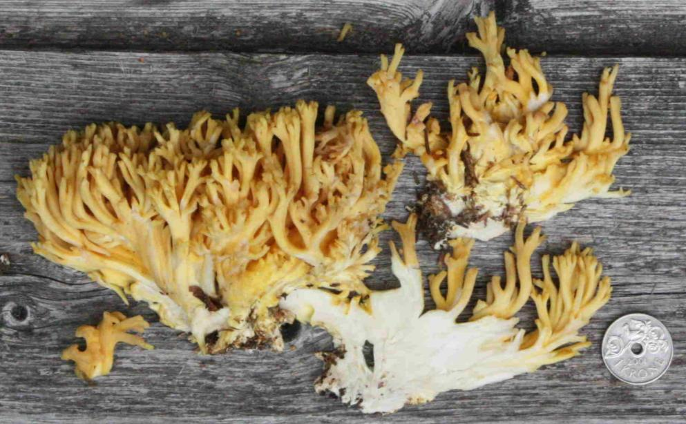 Stilksporesopper: Ramaria flavoides-gruppen.