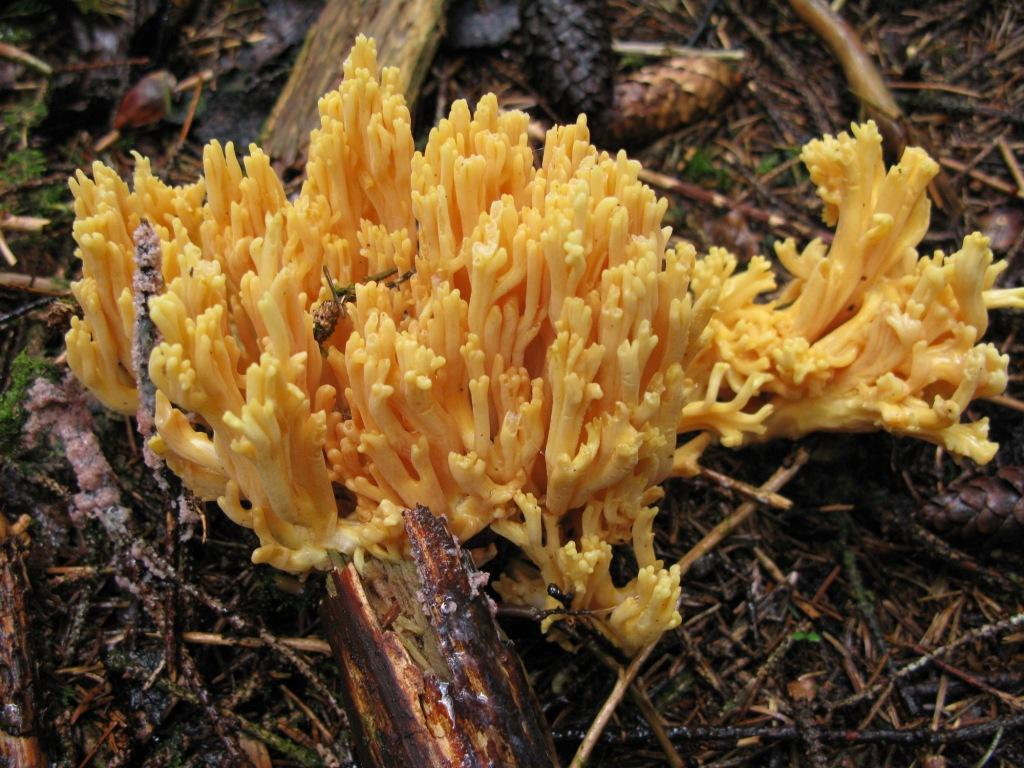 Hymeniesopper: Ramaria flavoides coll.