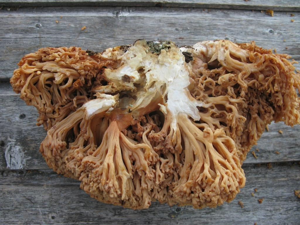 Korallsopper: Ramaria magnipes.