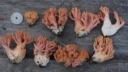 Lakserosa korallsopp.