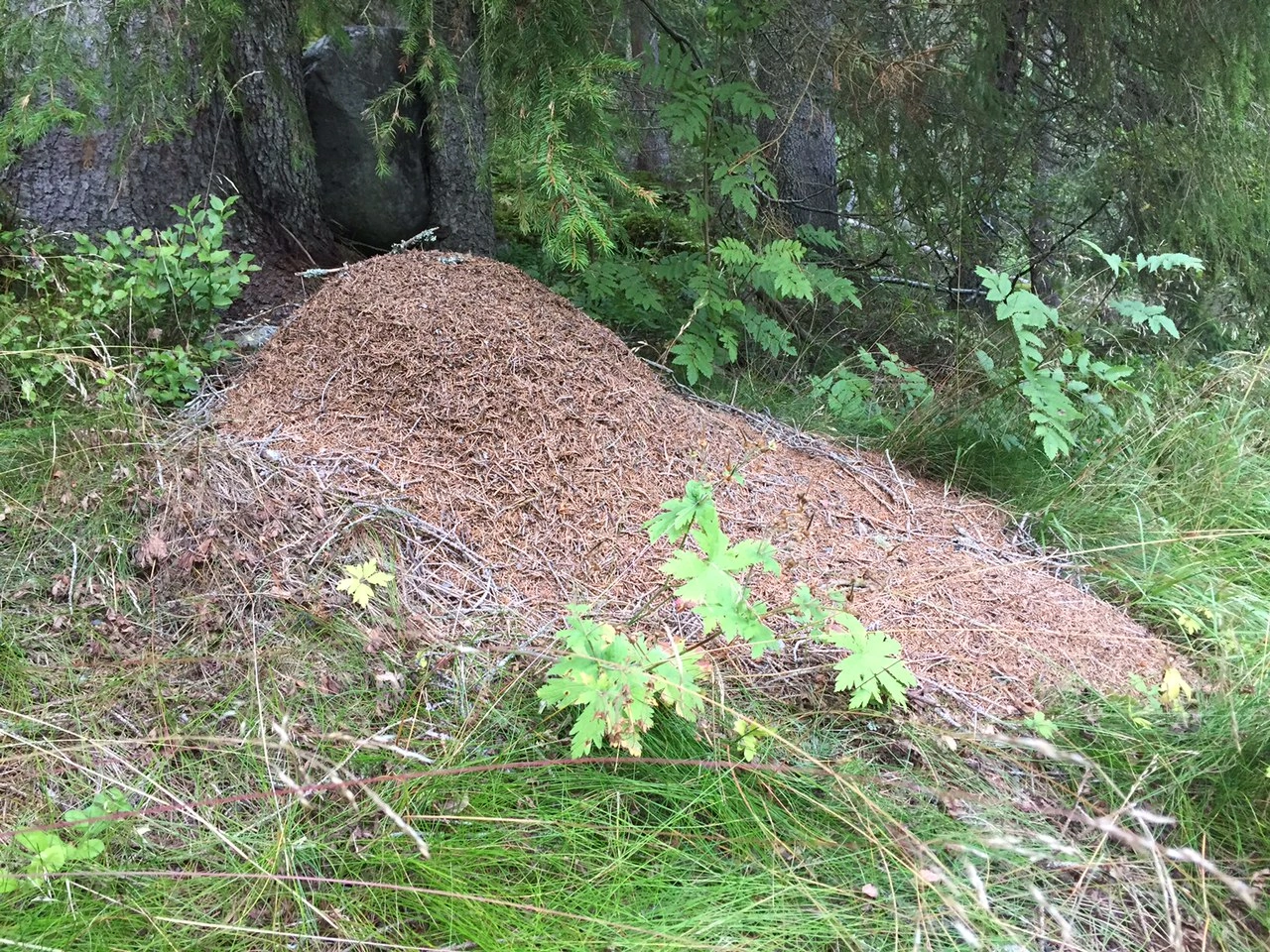 Nordlig skogmaur.