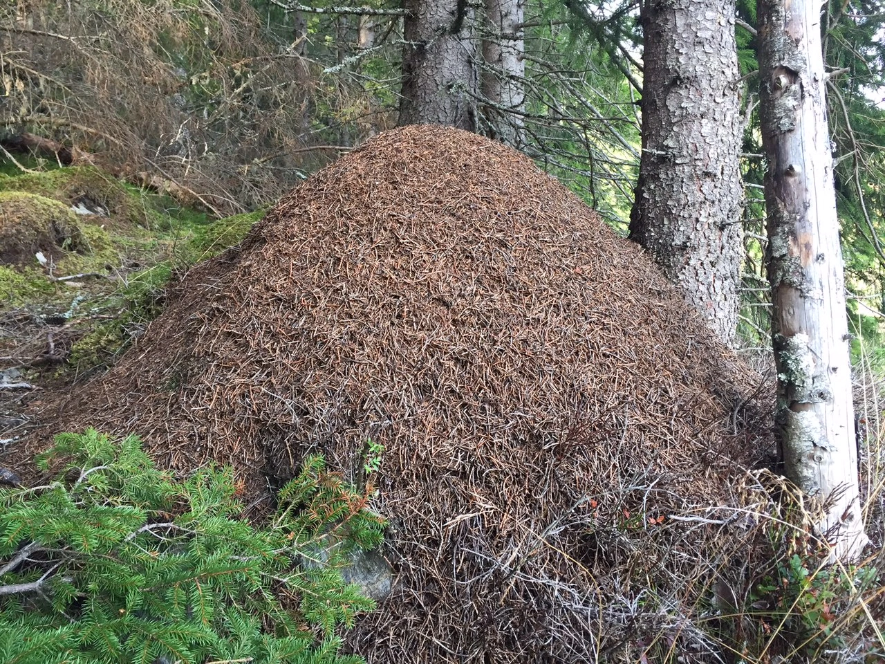 Nordlig skogmaur.