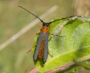 Trebukker: Oberea oculata.