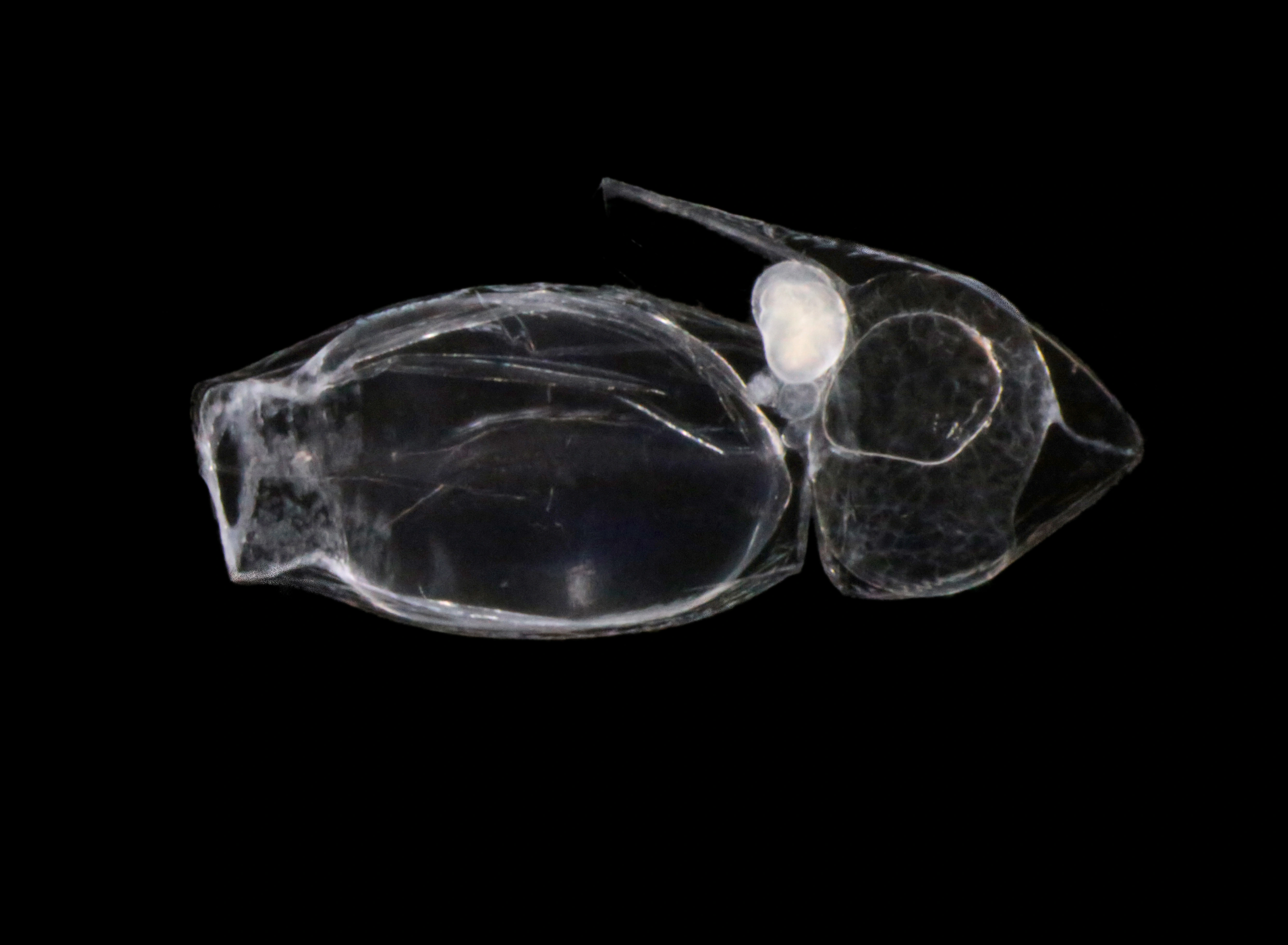 Hydrozoer: Dimophyes arctica.
