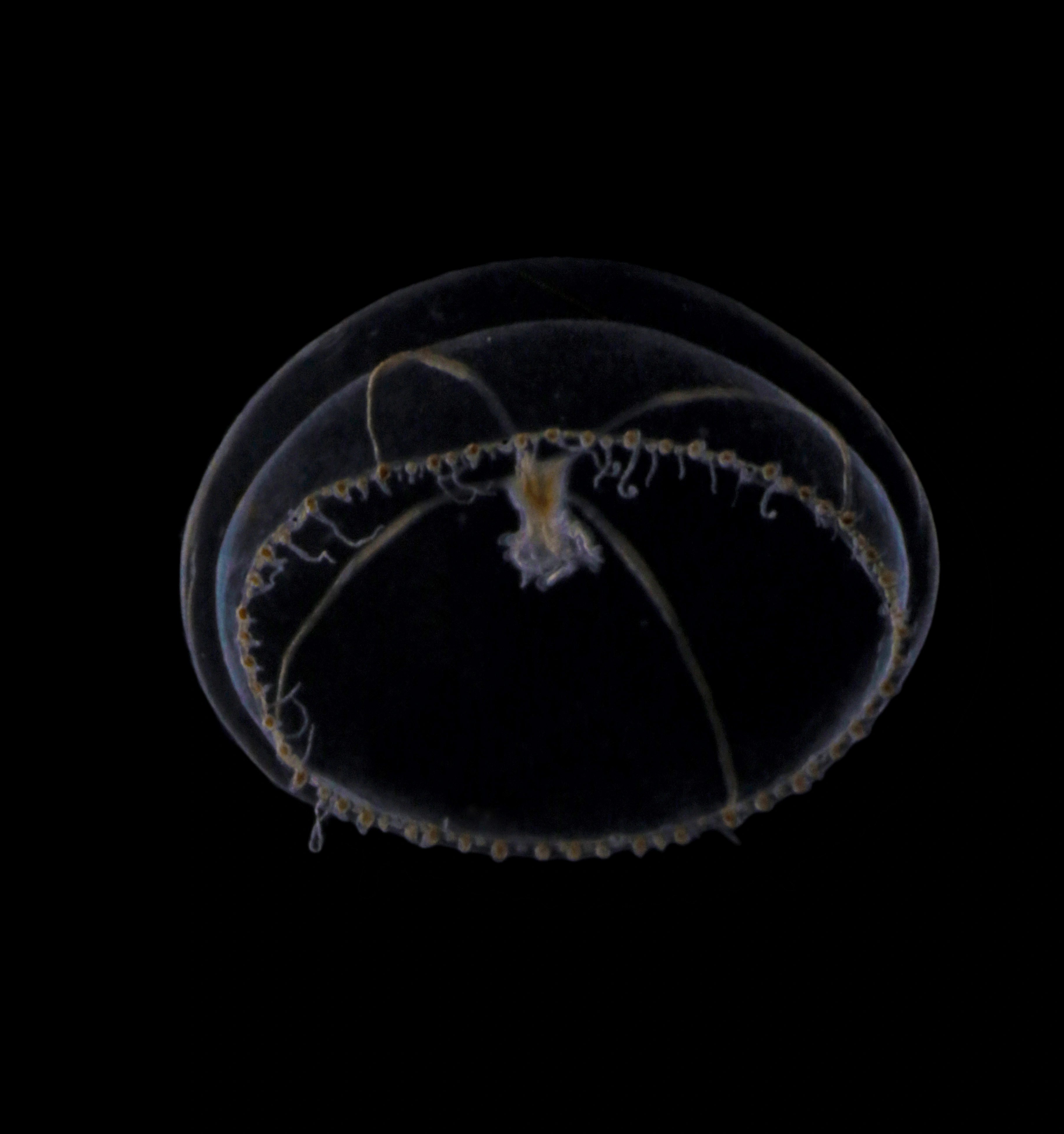 Hydrozoer: Tiaropsis multicirrata.