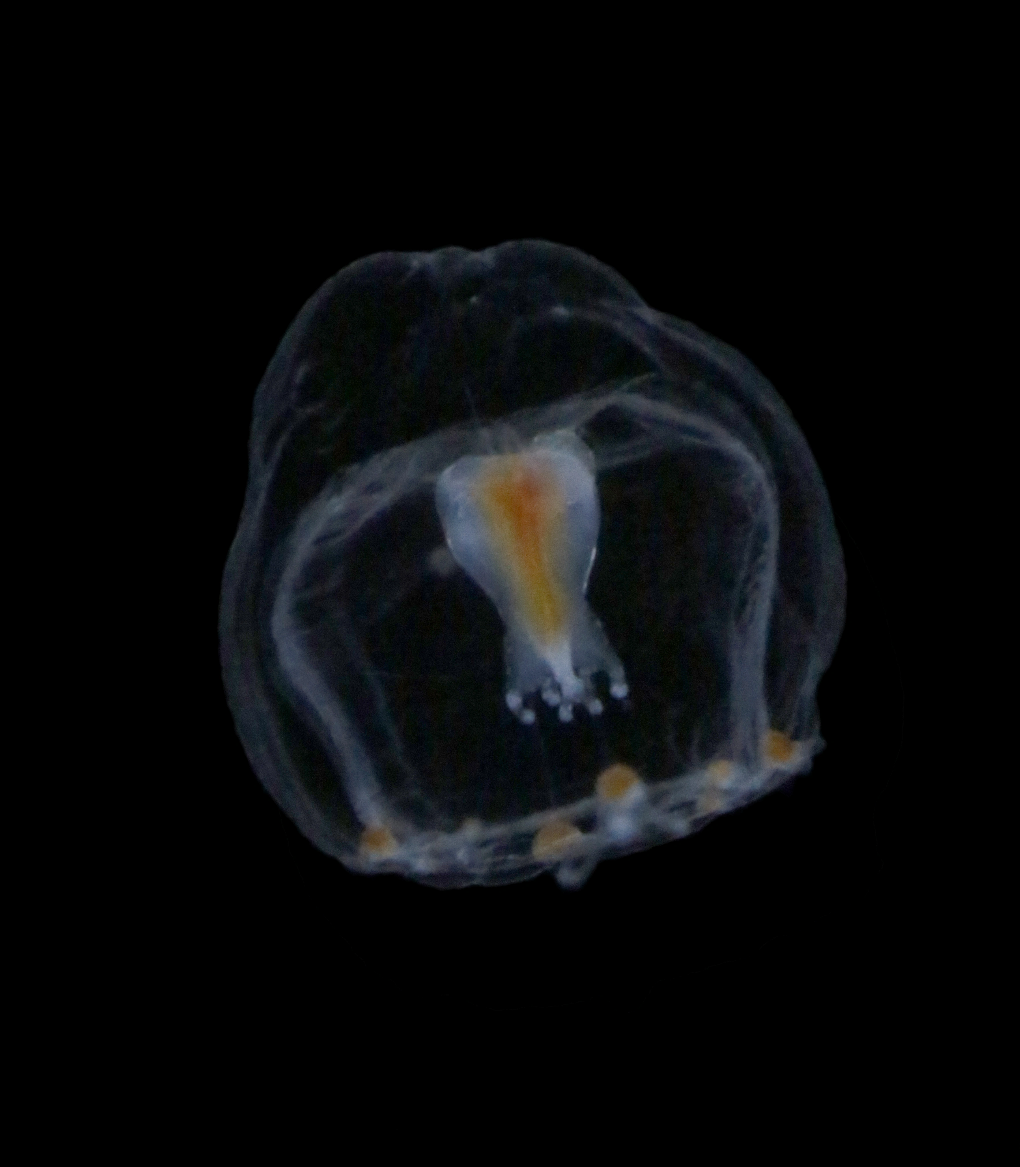 Hydrozoer: Rathkea octopunctata.