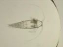 Hoppekreps: Aetideopsis armata.