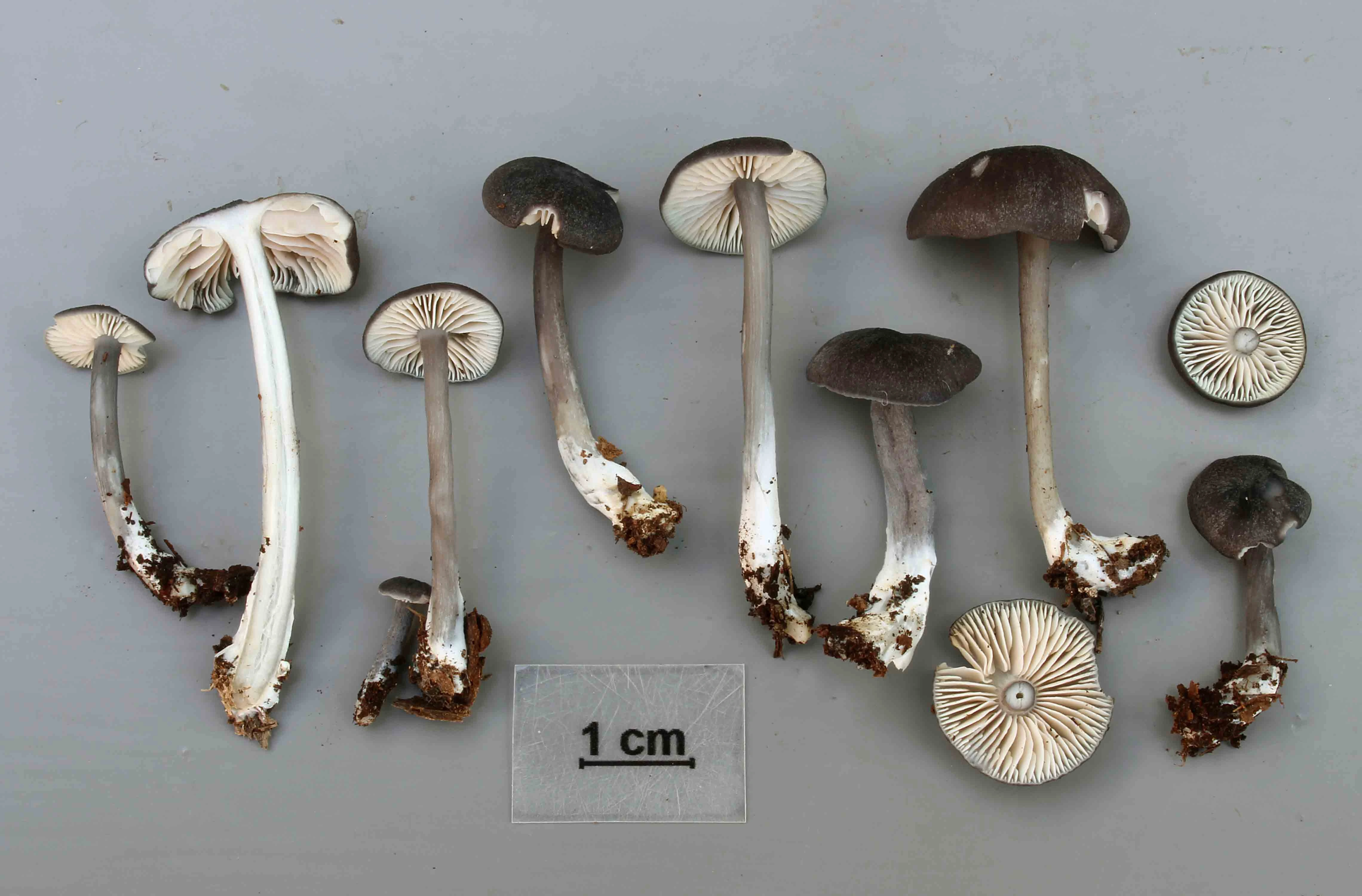 Hymeniesopper: Entoloma corvinum.