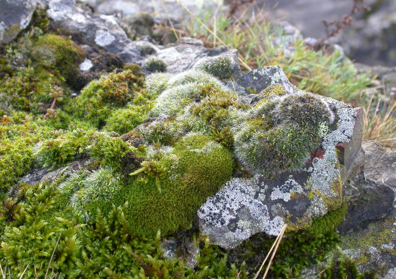 Bladmoser: Tortella bambergeri.