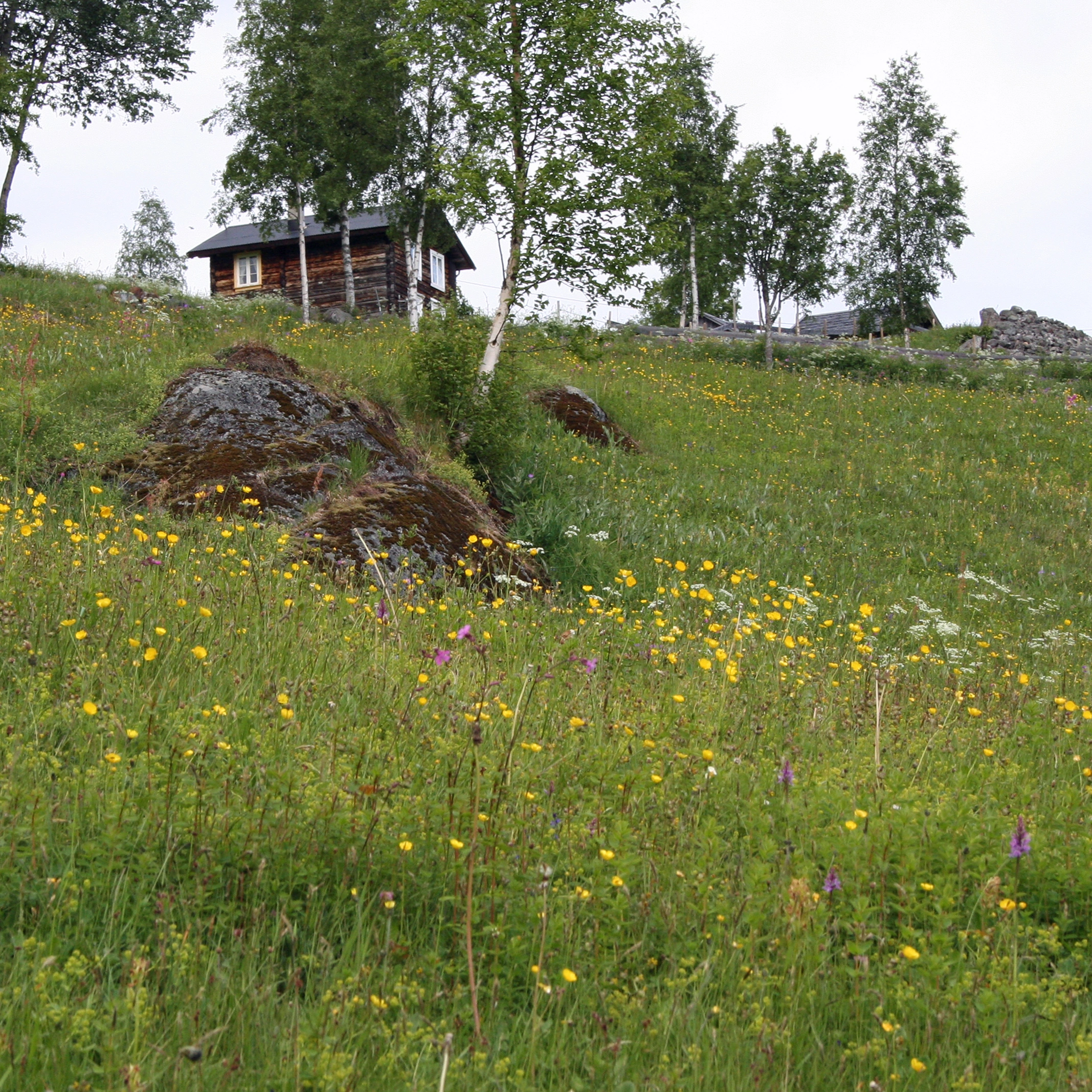 Søstermarihand. T32 Semi-naturlig eng.