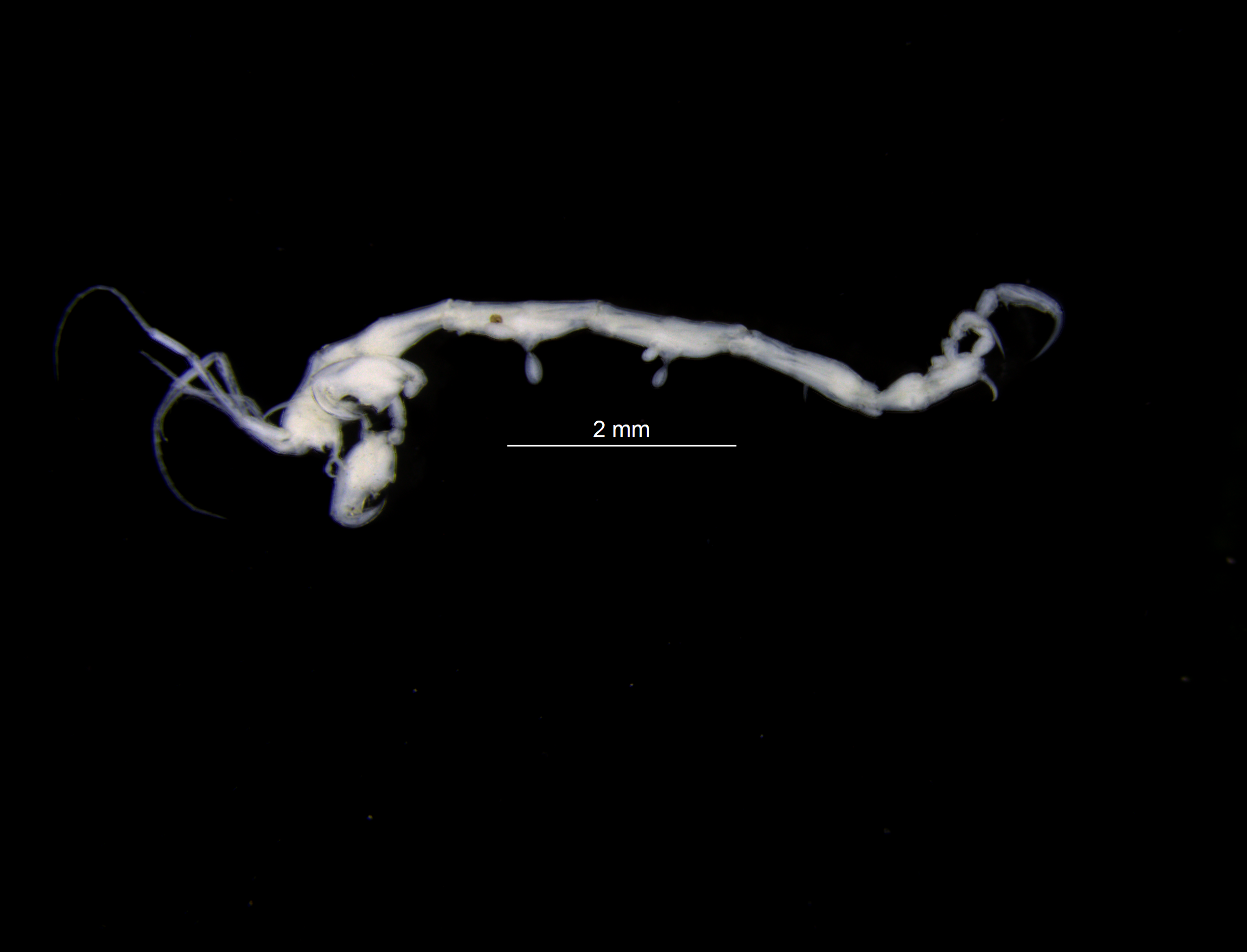 Storkrepser: Caprella ciliata.