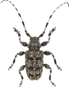 Biller: Aegomorphus clavipes.