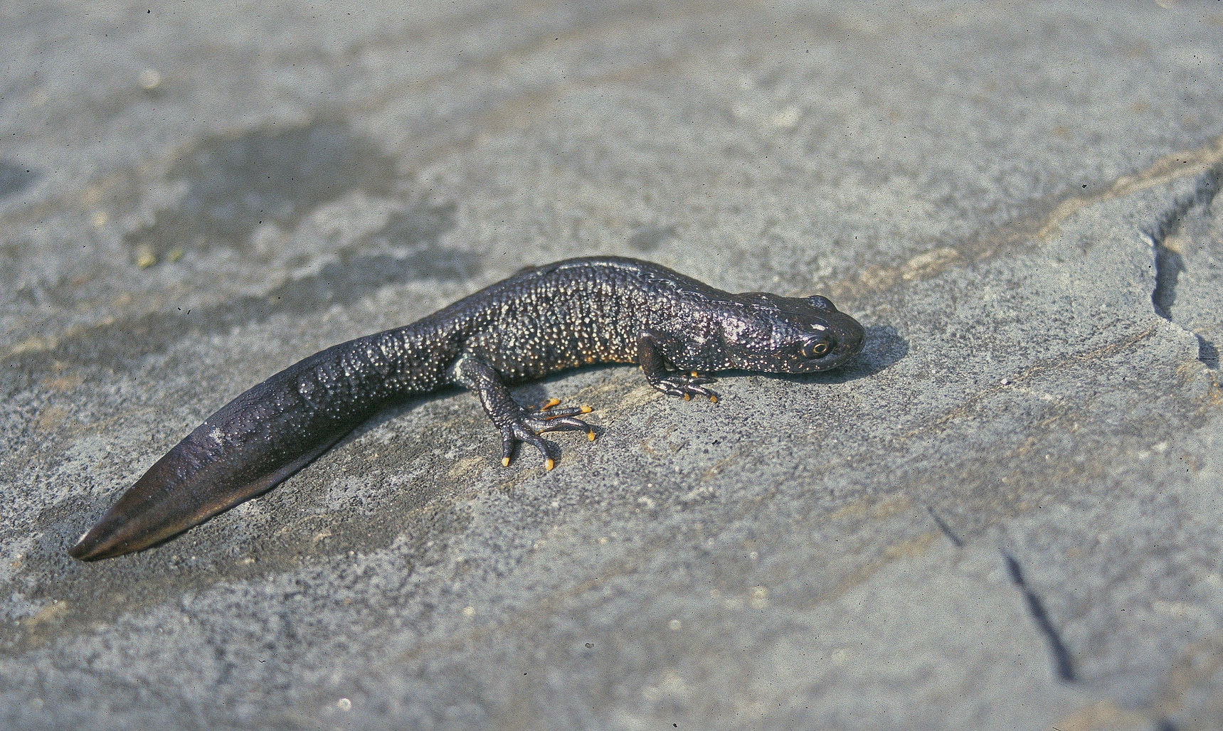 : Triturus (Triturus) cristatus.