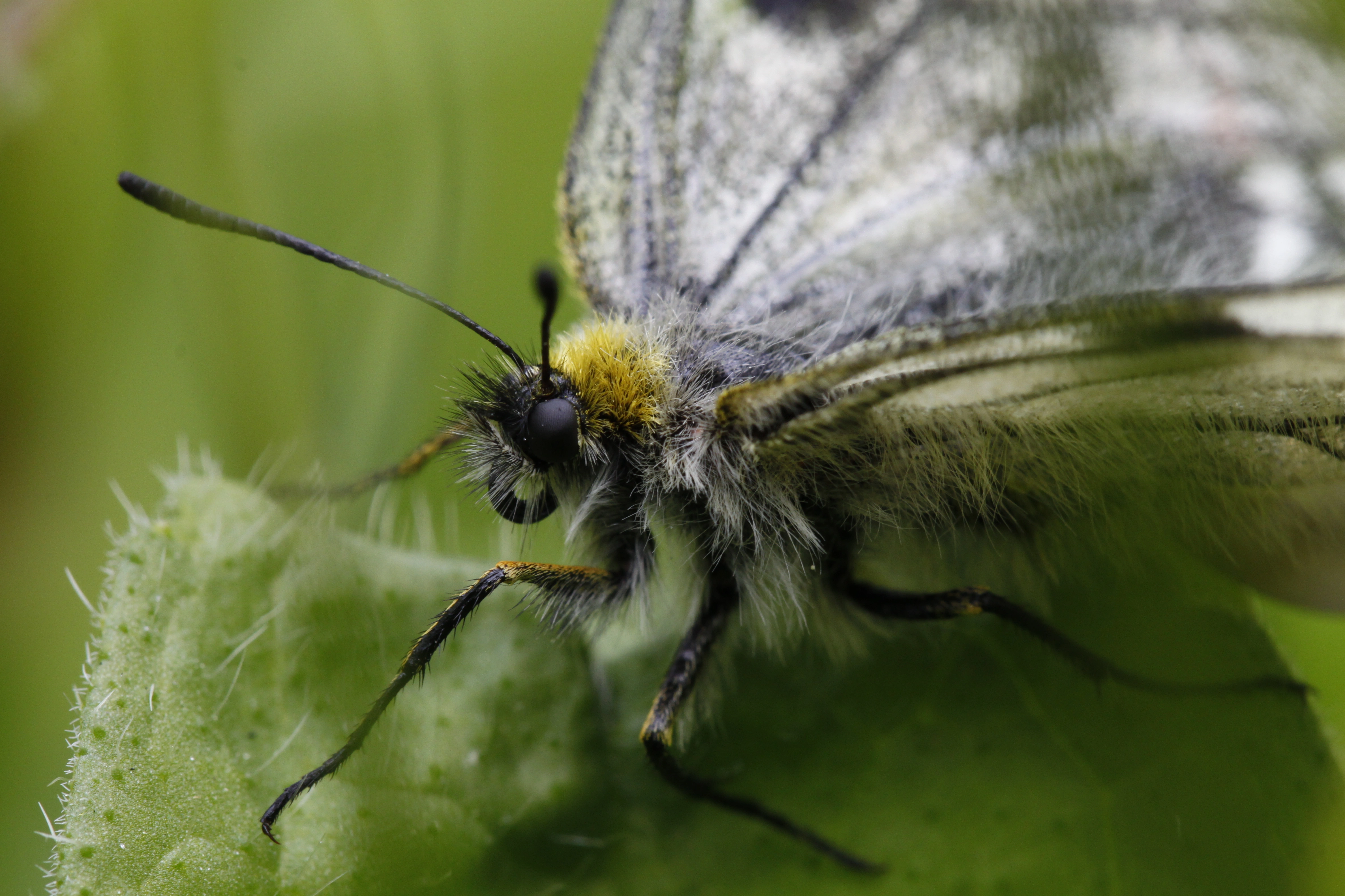 Mnemosynesommerfugl.