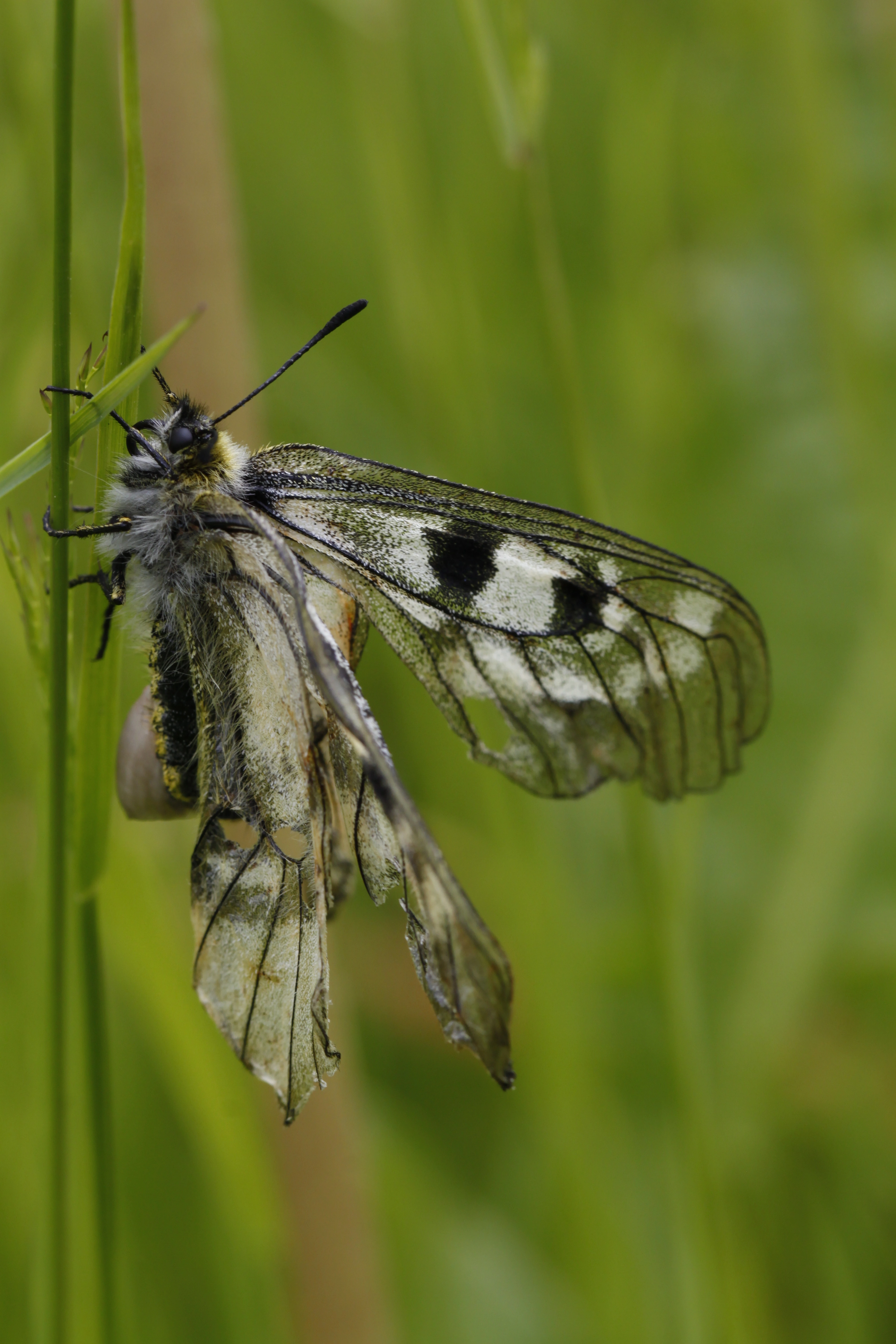 Mnemosynesommerfugl.