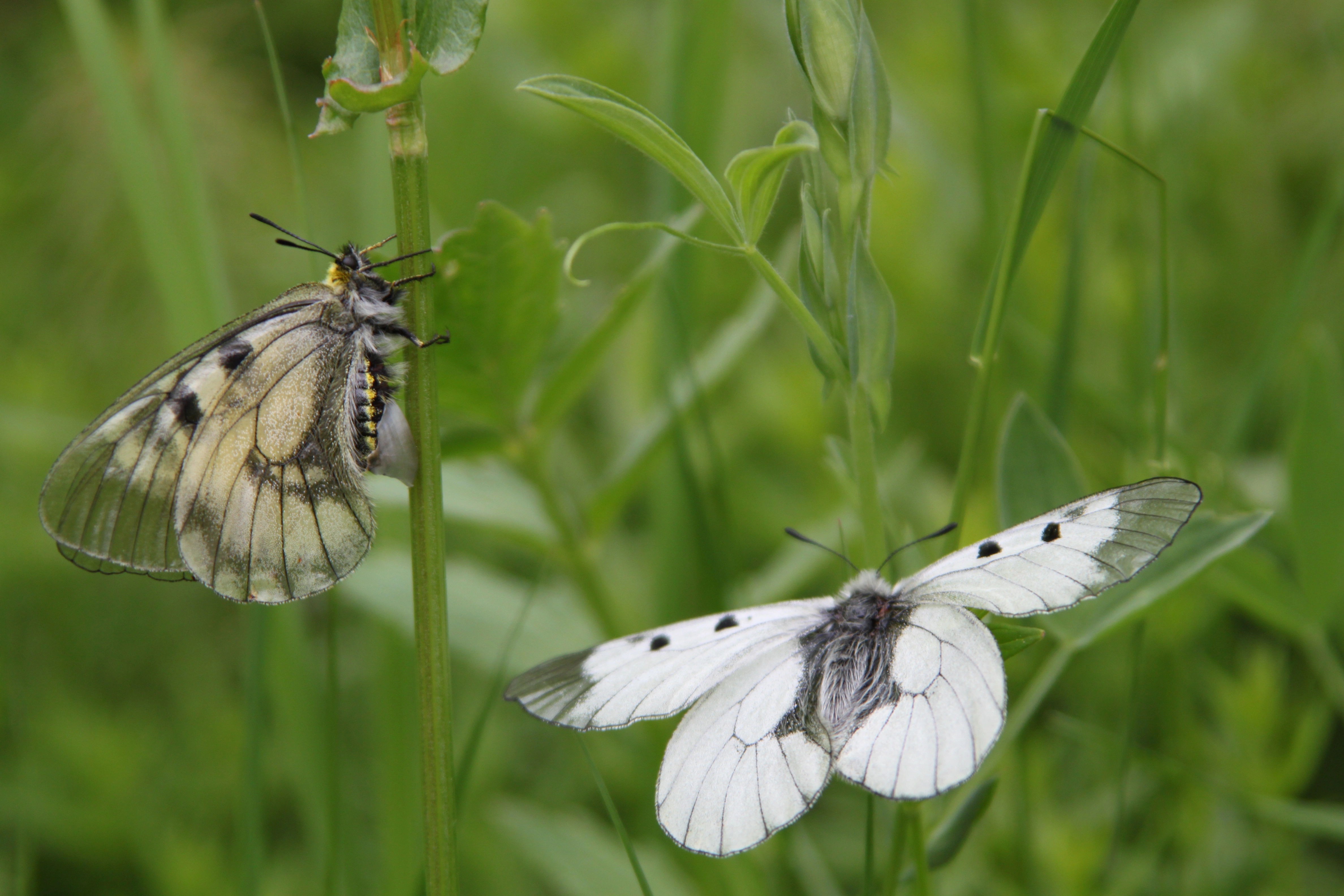 Mnemosynesommerfugl.